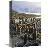 the kolonije kraljevskih pingvina uz Glacier Creek, Sveti Andrija, Otok Južna Georgia umjetnička gravura-Tui de roi