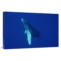 C. umjetnički tisak znatiželjno tele grbavog kita, Maui, Havaji - Flip Nicklin