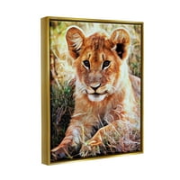 Studell Baby Lion odmarajući životinje prirode životinje i insekti slikaju zlatni plutač uokviren umjetnički print zid umjetnost