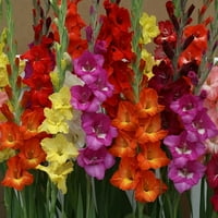 Euroblooms Gladiolus Hot Mi cvjetne žarulje