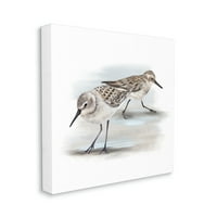 Par pješčanih ptica na pješčanoj plaži, male morske ptice, 24, dizajn studija